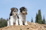 FOX TERRIER 242